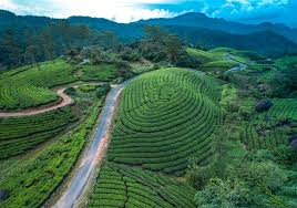 cab service in Munnar